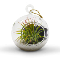 Clear Glass Terrarium Globe (Set of 6)