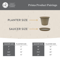 Evergreen Plant Saucers (Set of 2)