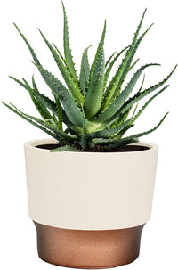 Vanilla Copper Succulent Pot