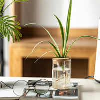 Glass Propagation Vases (Set of 4)