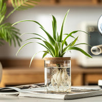 Glass Propagation Vases (Set of 4)