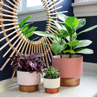 Vanilla Copper Succulent Pot