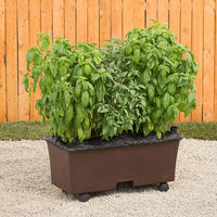 Chocolate Garden Planter Kit