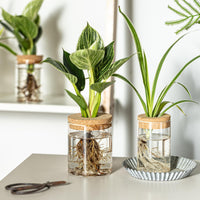 Glass Propagation Vases (Set of 12)