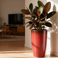 Red Glossy Planters (Set of 2)