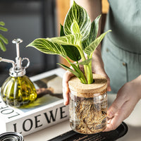 Glass Propagation Vases (Set of 12)