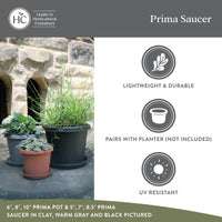Evergreen Plant Saucers (Set of 2)