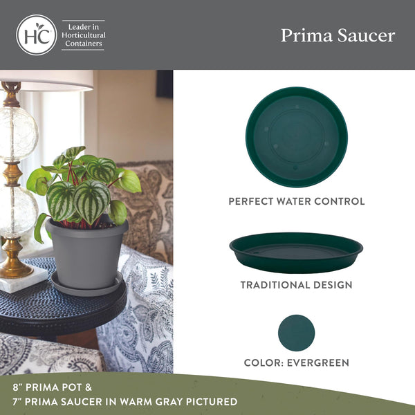 Evergreen Plant Saucers (Set of 2)