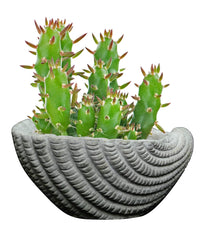 Gray Cement Seashell Planter