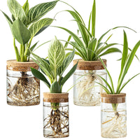 Glass Propagation Vases (Set of 4)
