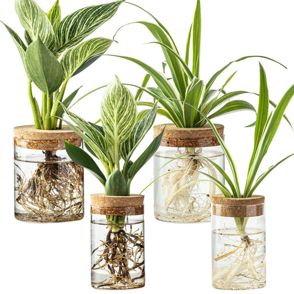 Glass Propagation Vases (Set of 4)