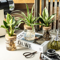 Glass Propagation Vases (Set of 12)