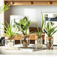 Glass Propagation Vases (Set of 4)