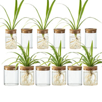 Glass Propagation Vases (Set of 12)