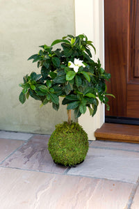Green Kokedama Planter
