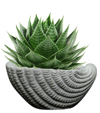 Gray Cement Seashell Planter