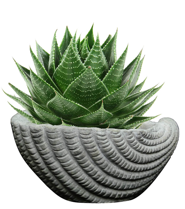 Gray Cement Seashell Planter