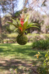 Green Kokedama Planter